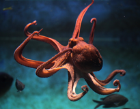 pulpo en acuario dezoos